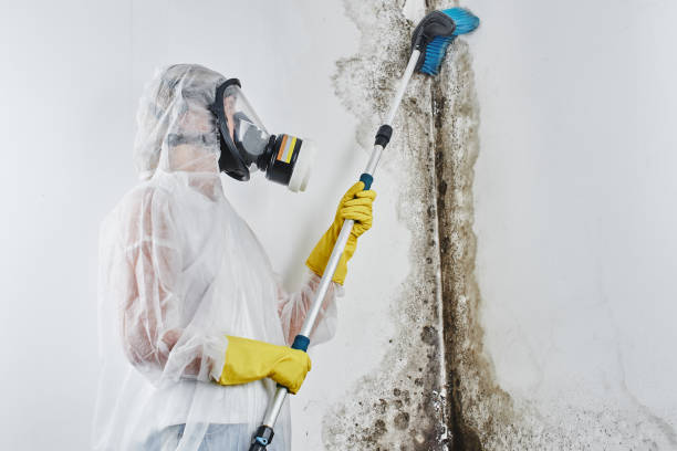 Attic Mold Removal in Milwaukie, OR
