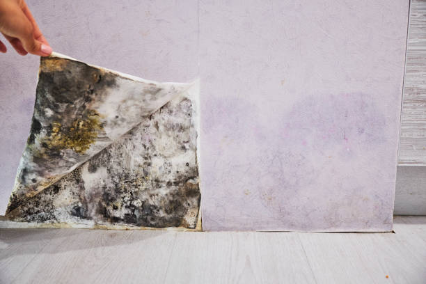 Best Mold Removal and Inspection  in Milwaukie, OR